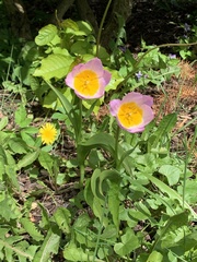 Tulipa saxatilis