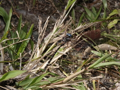 Austroaeschna christine