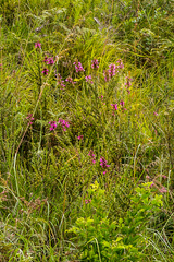 Syncolostemon densiflorus