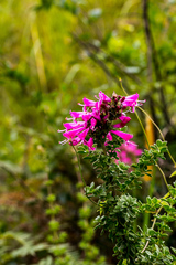 Syncolostemon densiflorus