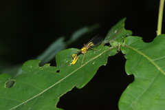 Necyla formosana