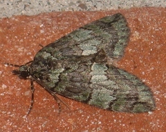 Hydriomena divisaria