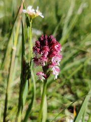 Neotinea ustulata ustulata
