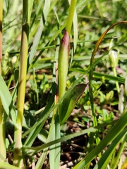 Neotinea ustulata ustulata