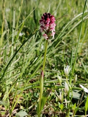 Neotinea ustulata ustulata
