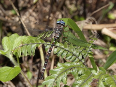 Austroaeschna christine
