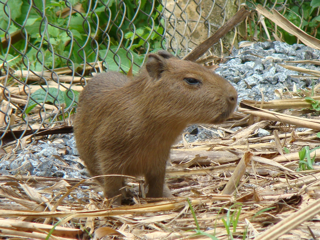 Capybaras and Rock Cavies