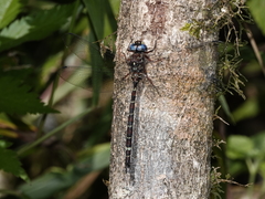 Austroaeschna christine