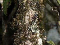 Austroaeschna christine