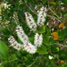 Pterophylla racemosa - Photo (c) Murray NZ,  זכויות יוצרים חלקיות (CC BY), uploaded by Murray Dawson