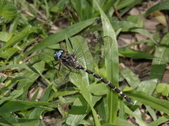 Austroaeschna christine