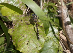 Austroaeschna christine