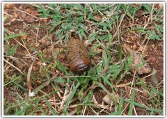 Arthrosphaera versicolor