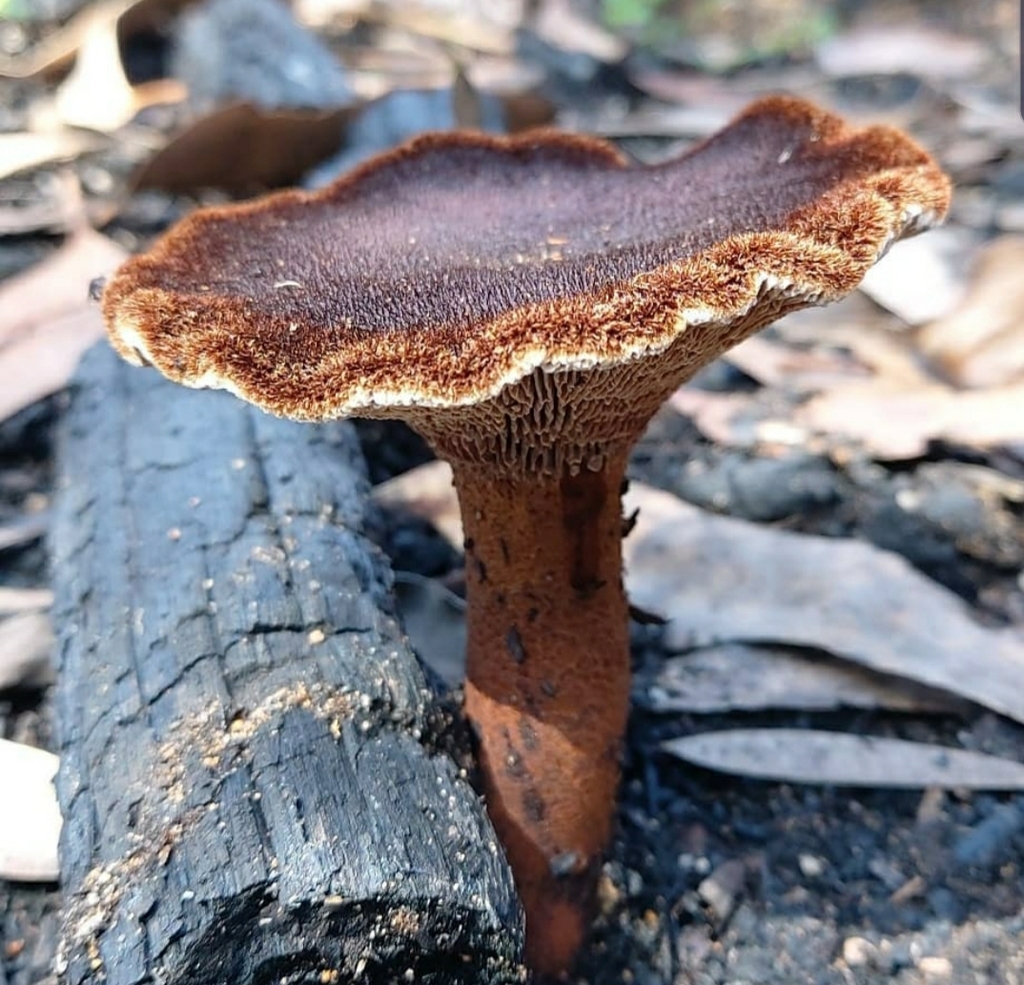 Leathery Sawgill