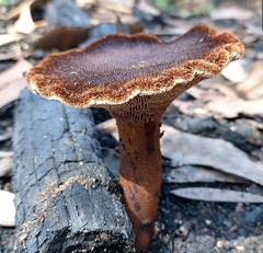 Neolentinus dactyloides