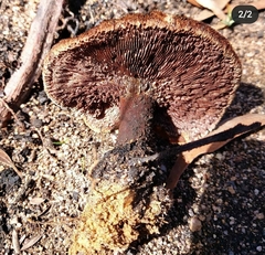 Neolentinus dactyloides