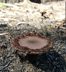 Neolentinus dactyloides
