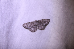 Aethalura intertexta