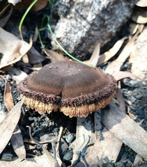 Neolentinus dactyloides