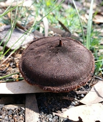 Neolentinus dactyloides