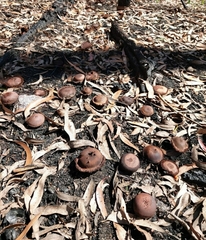 Neolentinus dactyloides