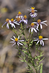 Galatella coriacea