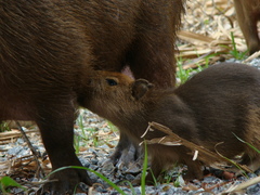 Hydrochoerus hydrochaeris