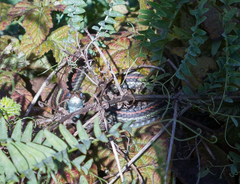 Thamnophis sirtalis tetrataenia
