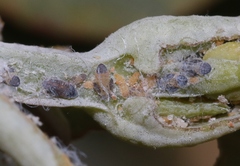 Ctenarytaina eucalypti