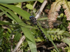 Austroaeschna christine