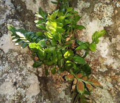 Asplenium decurrens