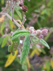 Commersonia breviseta