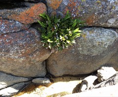 Asplenium decurrens