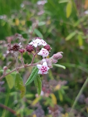 Commersonia breviseta