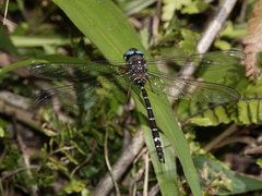 Austroaeschna christine