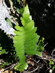 Asplenium decurrens