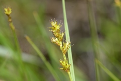 Carex sterilis
