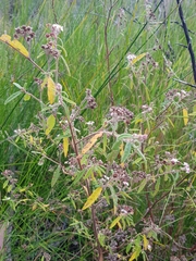 Commersonia breviseta