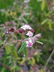 Commersonia breviseta