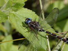 Austroaeschna christine