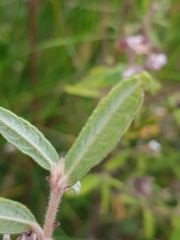 Commersonia breviseta