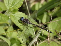 Austroaeschna christine
