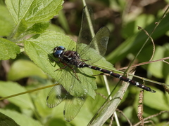 Austroaeschna christine