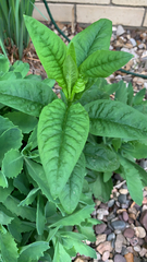 Lysimachia clethroides