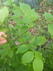 Fraxinus pennsylvanica subintegerrima