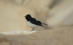 Oenanthe albonigra