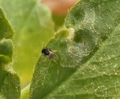 Aphelinidae