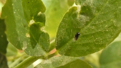 Aphelinidae