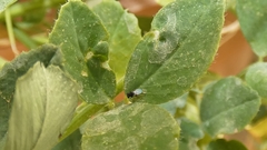 Aphelinidae