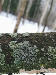 Physcia stellaris